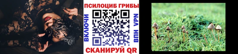 Псилоцибиновые грибы Psilocybe  OMG зеркало  Бежецк 